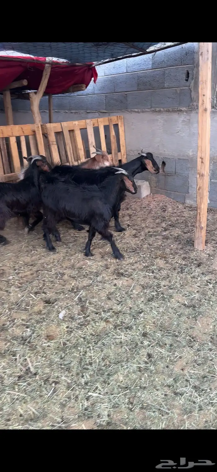 بغران للبيع 1