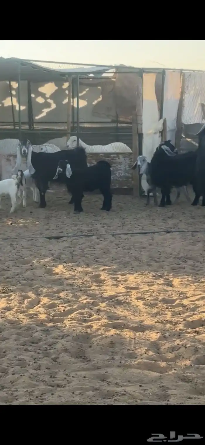 للبيع معزا 6 تحتها 12 0