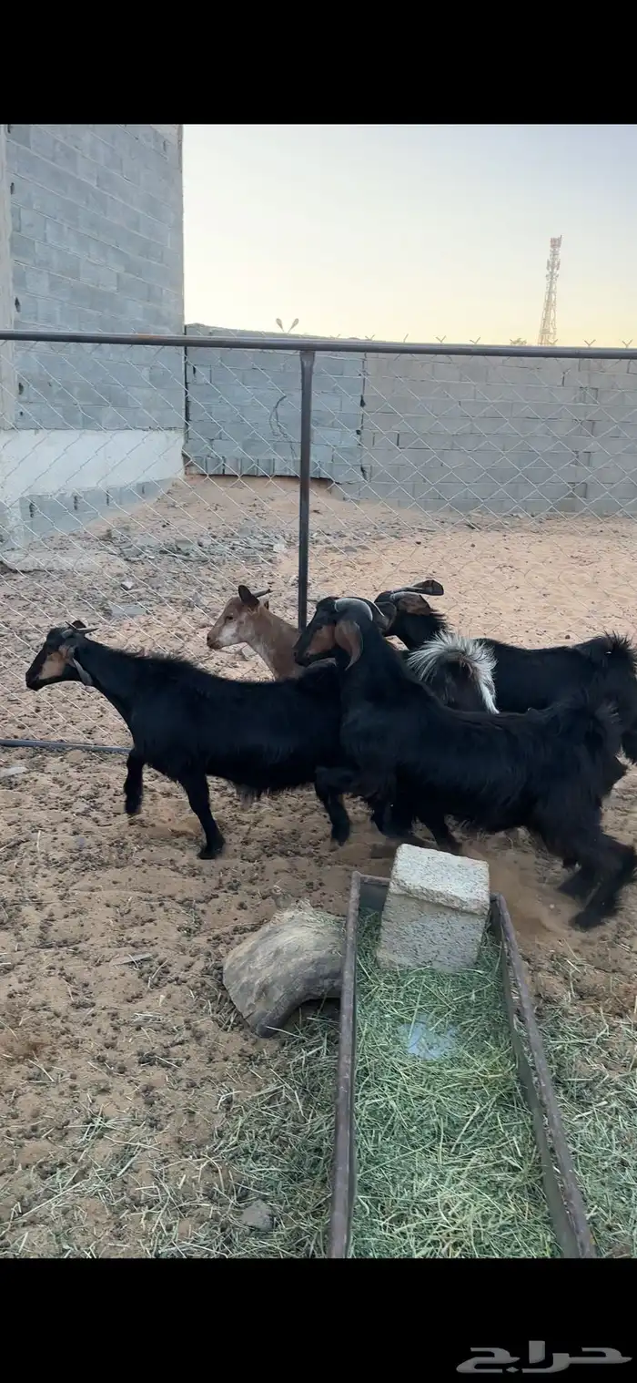 بغران للبيع 0