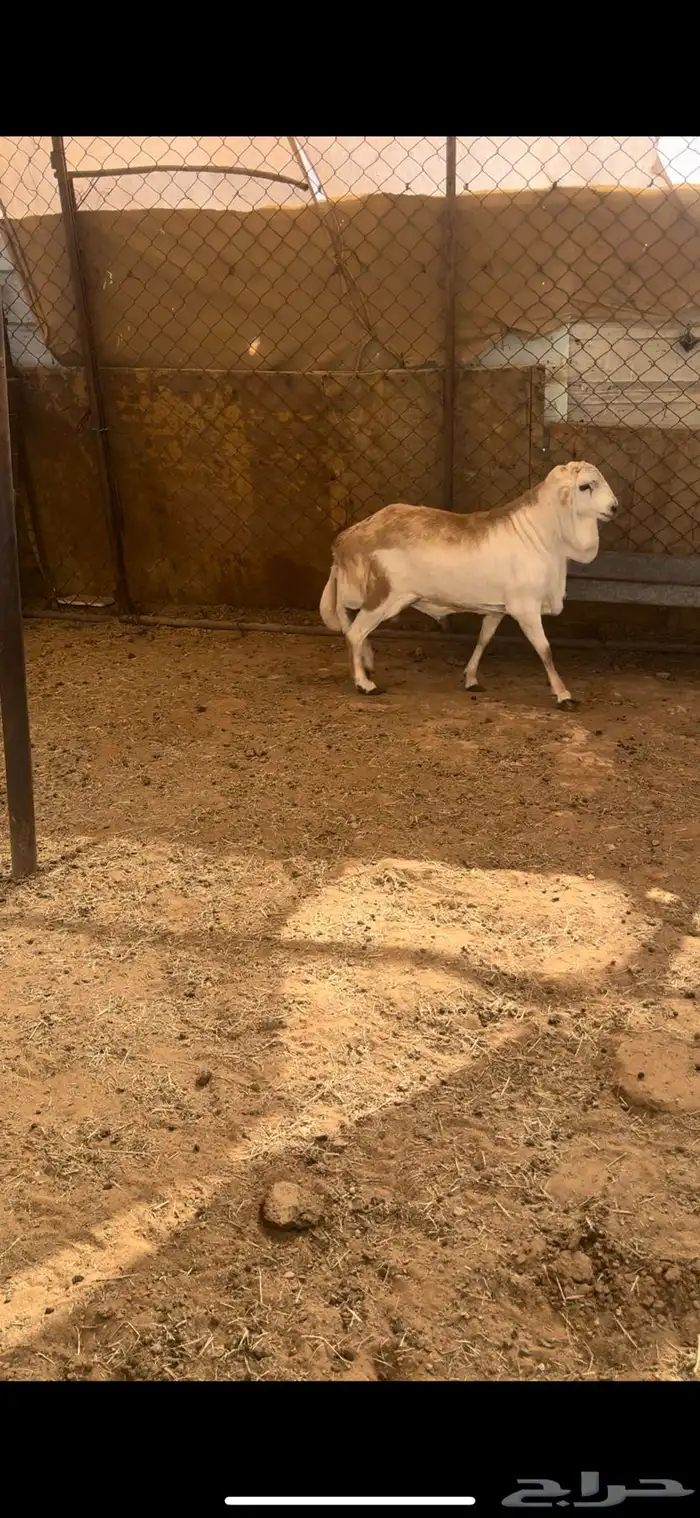 البيع خروف رفيدي سنه جذع ظهره مغلق شحم فل تربيه 5شهور مزرعه 1