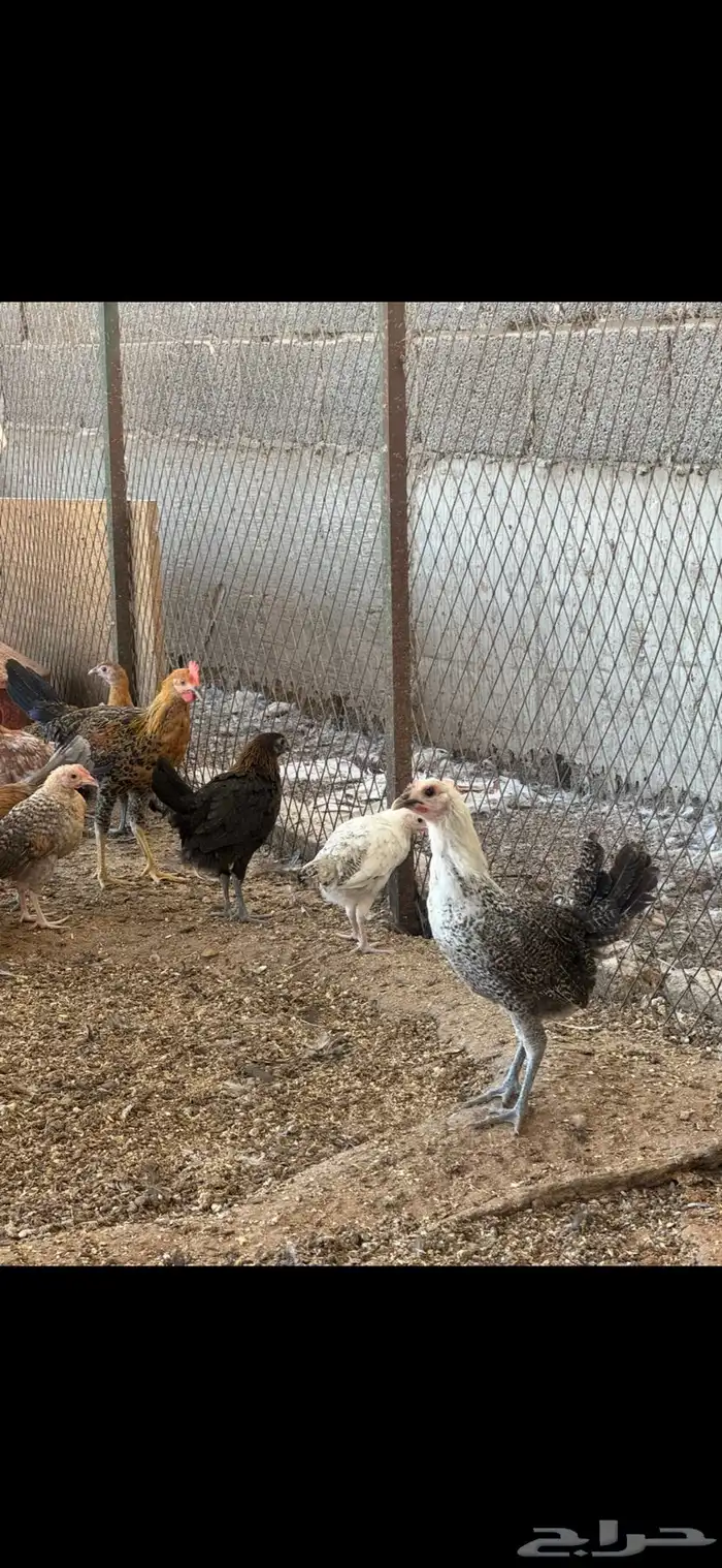 دجاج بشاير للبيع 0