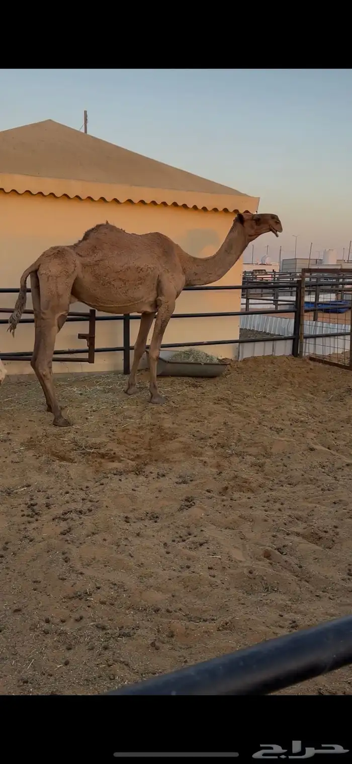 ضروبه صفراء مبيوع ولدها 2