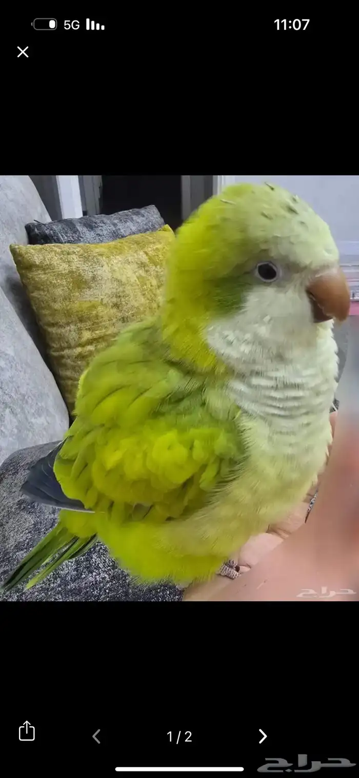 مفقود كويكر في الكعكيه الشوقيه من عند السوق الي يلقه له 300 0