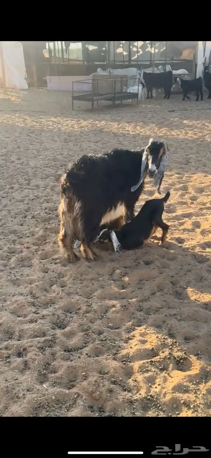 للبيع معزا 6 تحتها 12 2