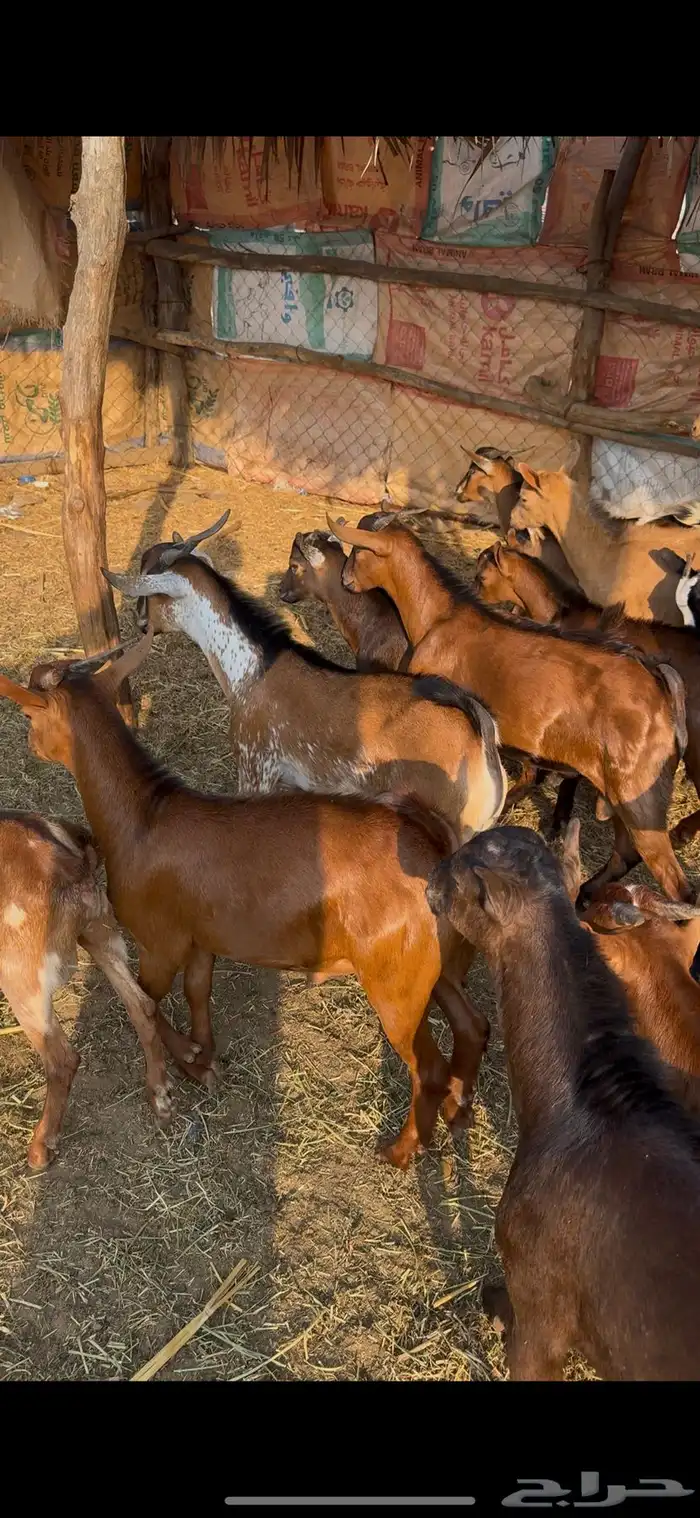 تيوس دهم بلدي جذعان 0