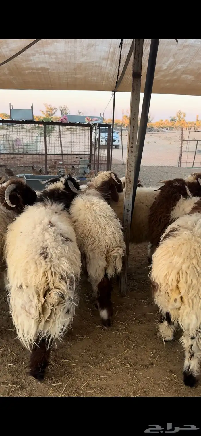 للبيع جذعان نعيم كناور وشرط بلدي مراح واحد 5