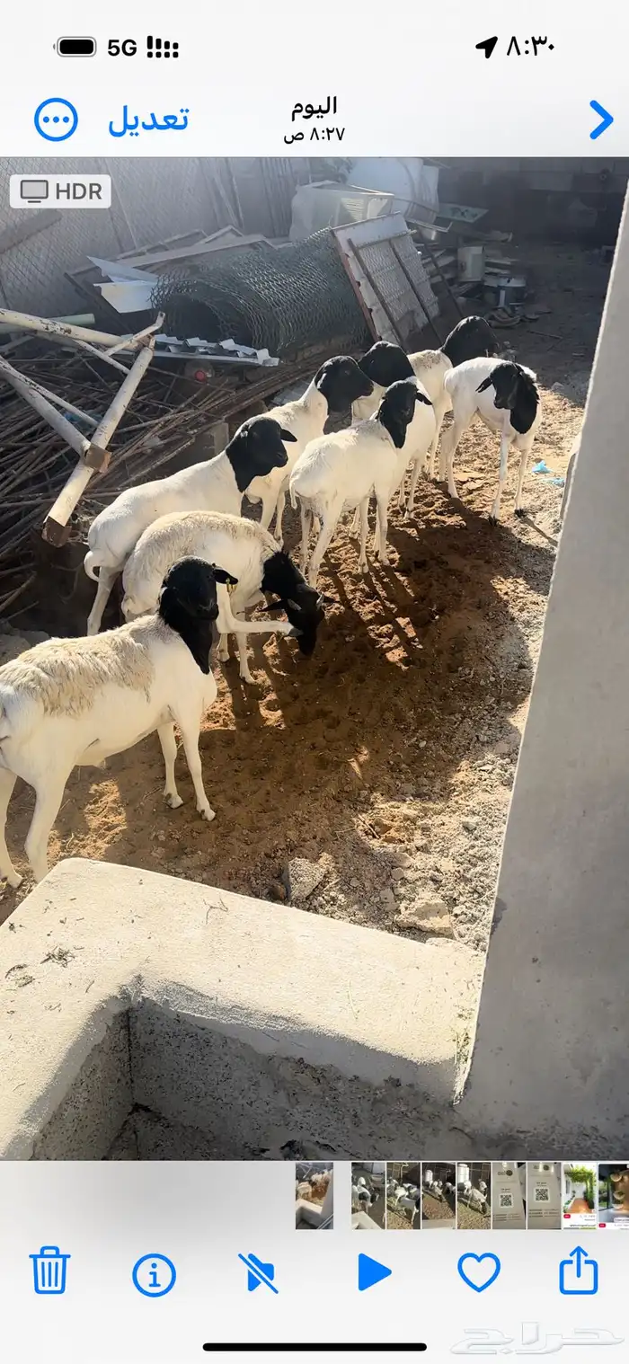 بربري للبيع 2