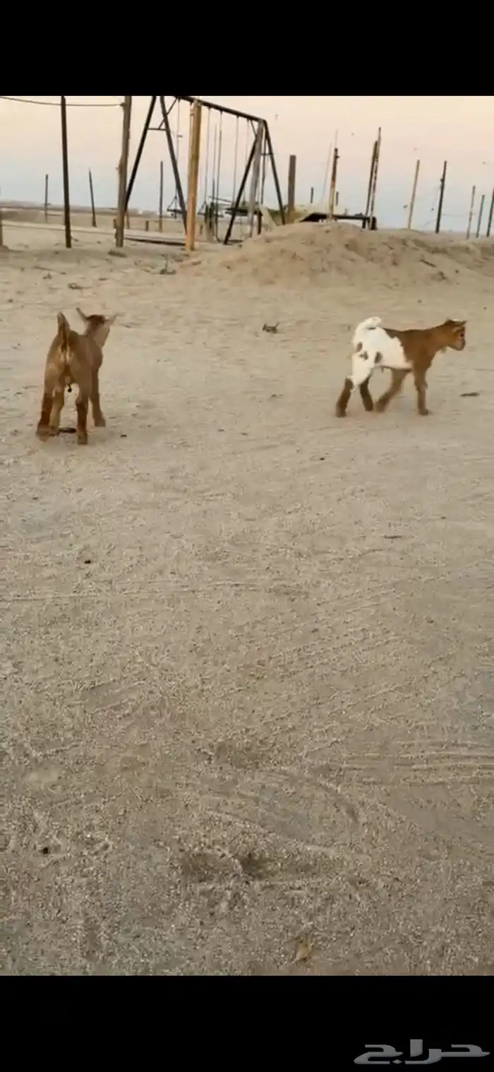 تيوس اقزام 0