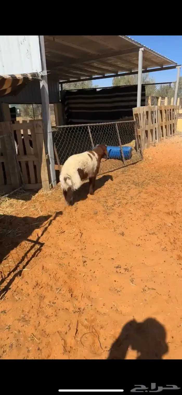 خروف نعيمي عمره 4 شهور نظيف ومغلق وشحم 1