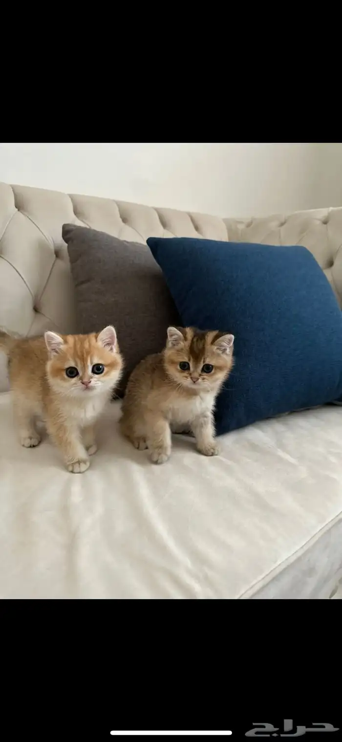 للبيع انثى سكوتش فولد 0