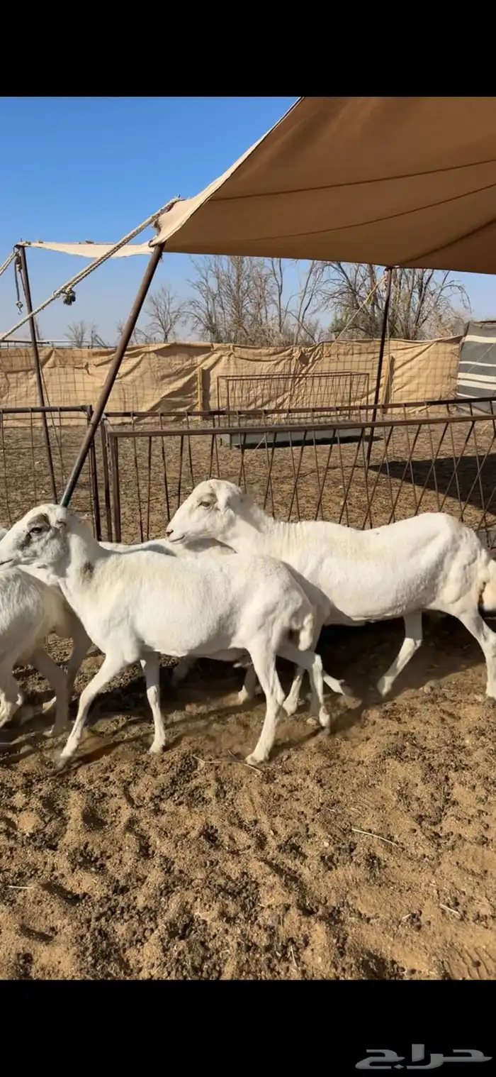 رفيد خلفات ودفيع 1