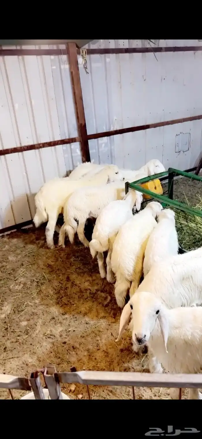 يوجد ذبايح طيبه ب سعر مناسبه 0