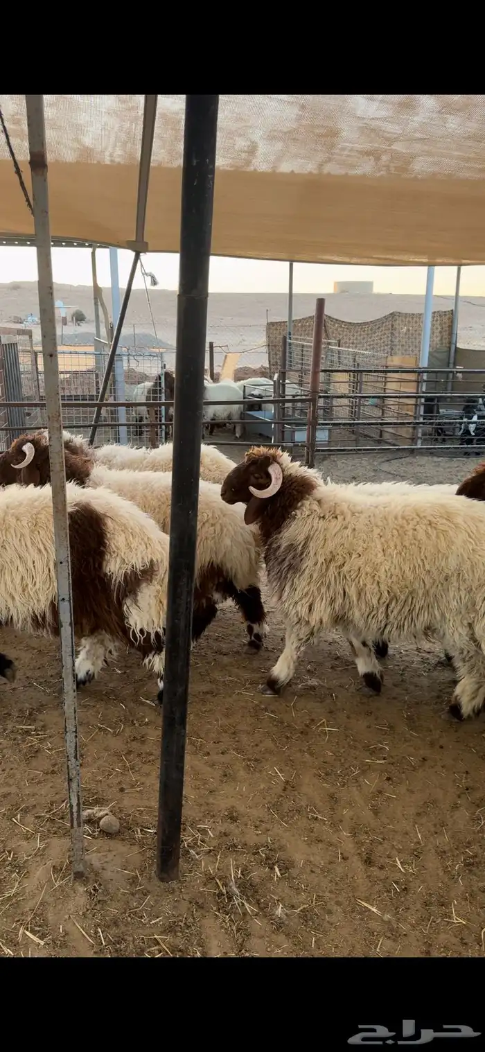 للبيع جذعان نعيم كناور وشرط بلدي مراح واحد 0