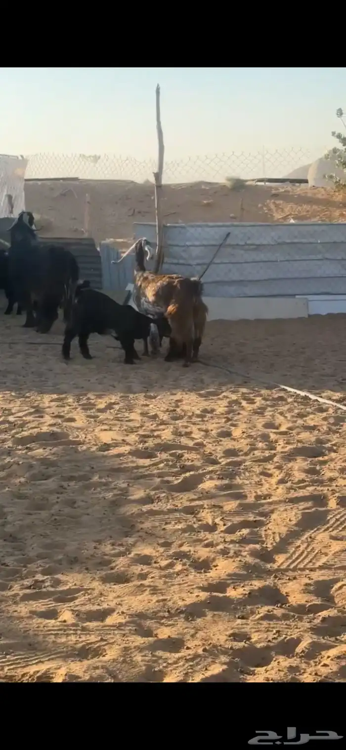 للبيع معزا 6 تحتها 12 1