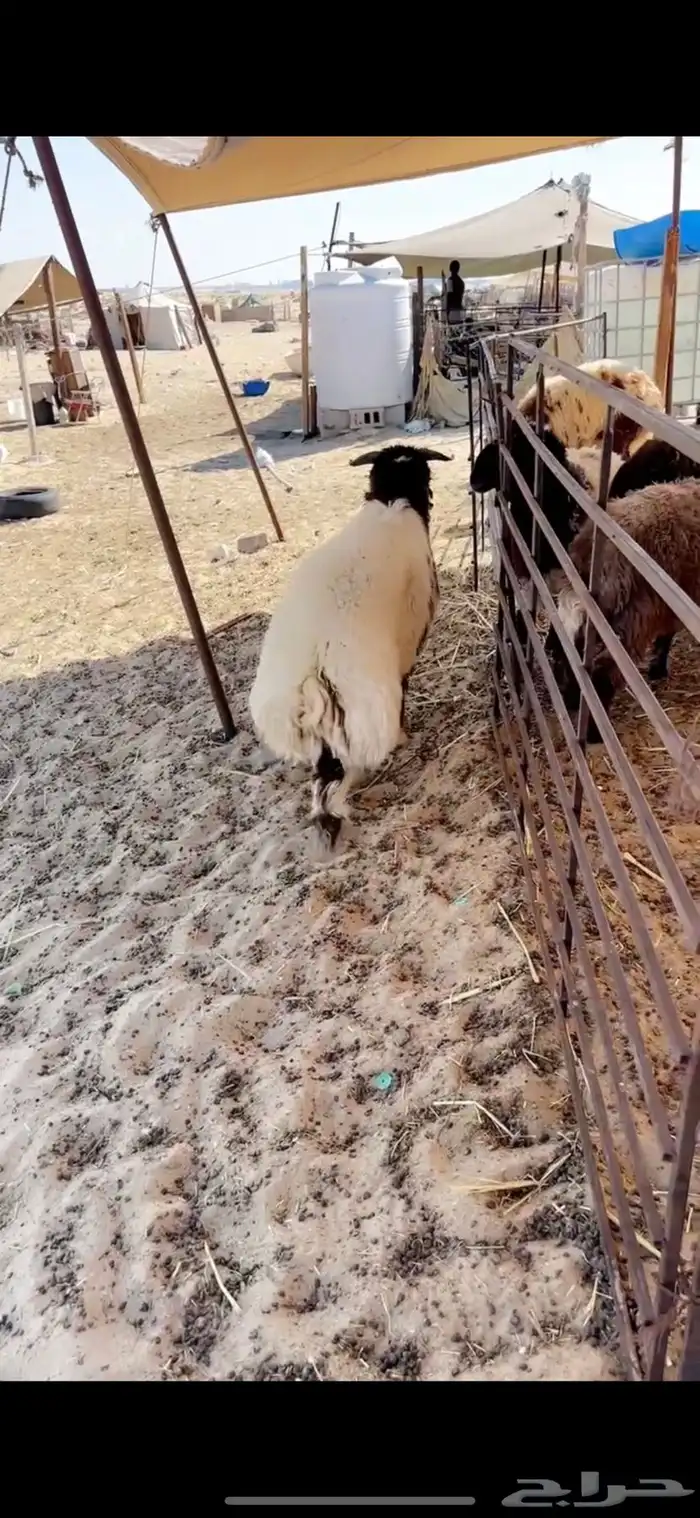 خرفان نعيم بلدي شرط وشي فاخر وحلال بر شرط 4