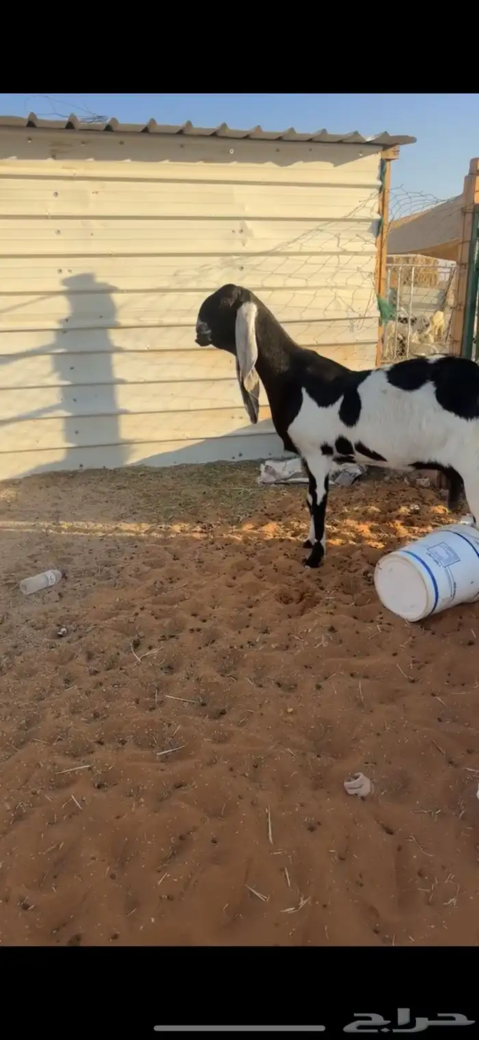 للبيع معزاء نوادر ودفيع شرط العدد9 2