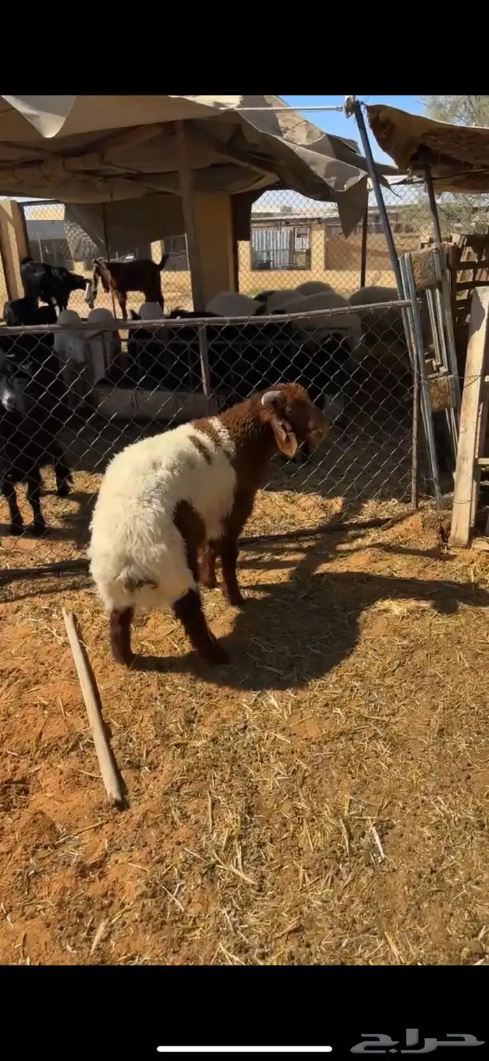 خروف نعيمي عمره 4 شهور نظيف ومغلق وشحم 0