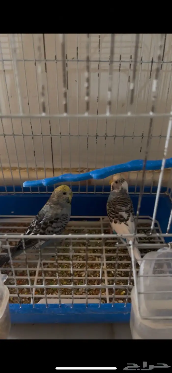 عصافير للبيع 0