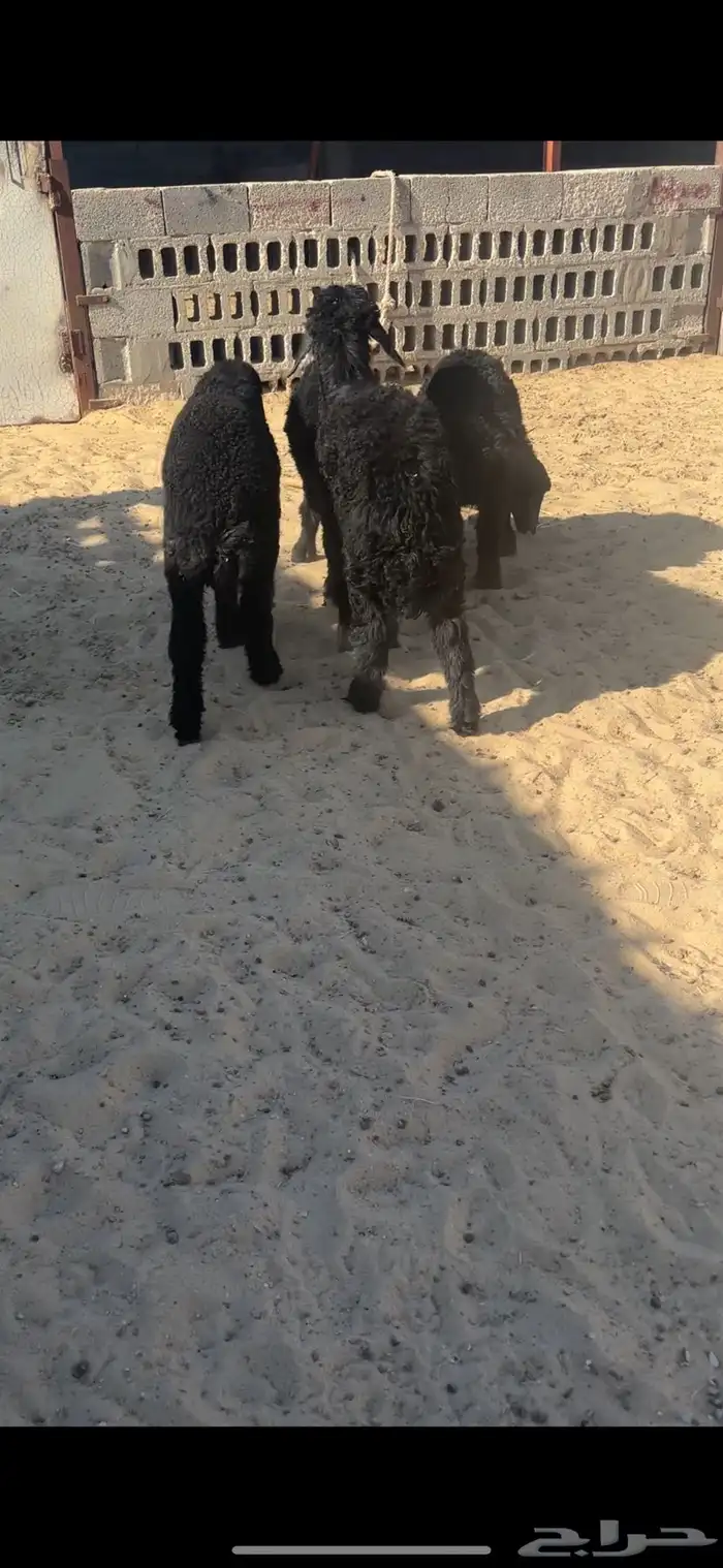 هرافا لبانيات عرب 0