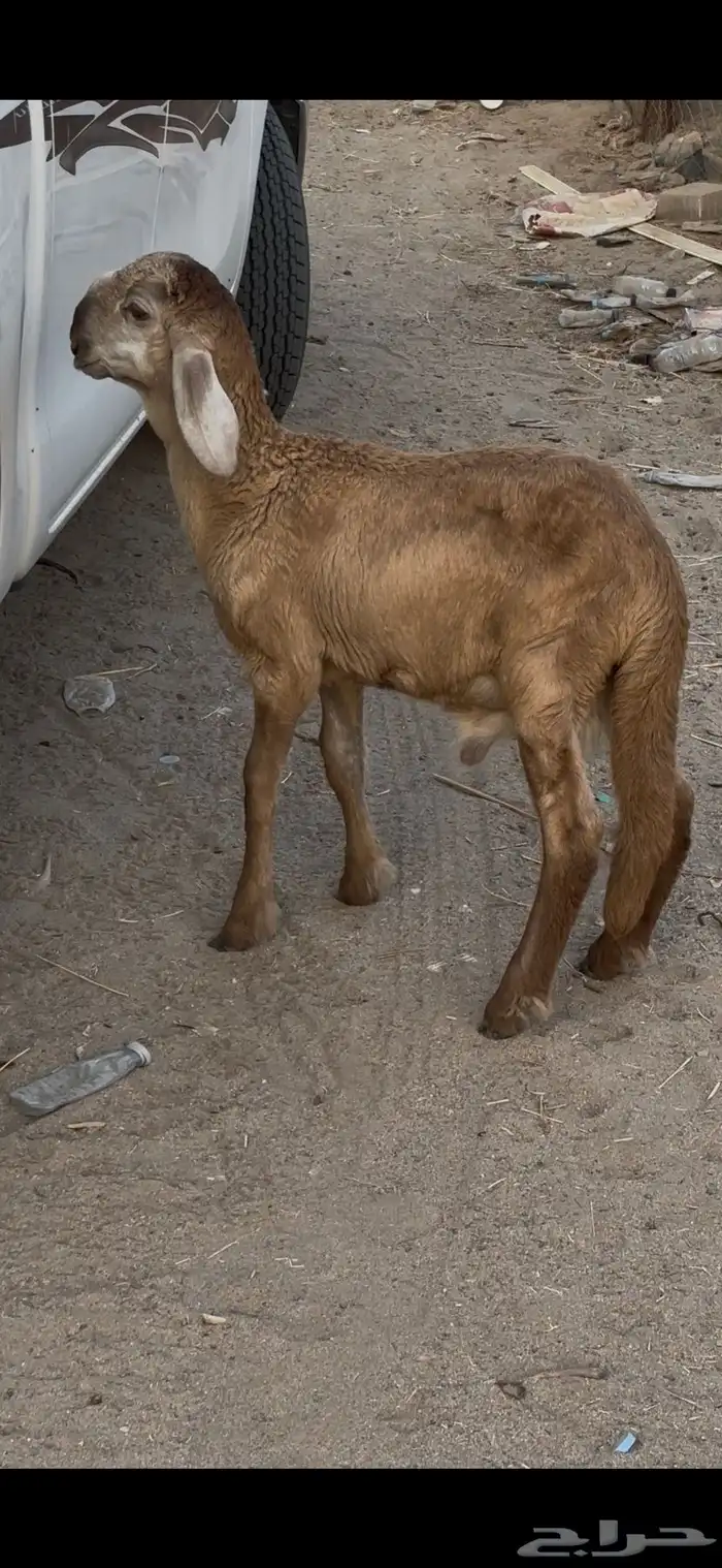 طلي سواكني درماني مشروع فحل عمرها 3 شهور 1
