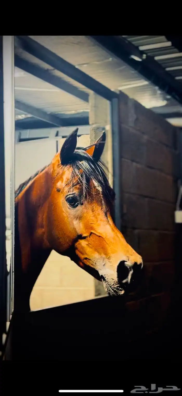 خيل عربي اصيل 1