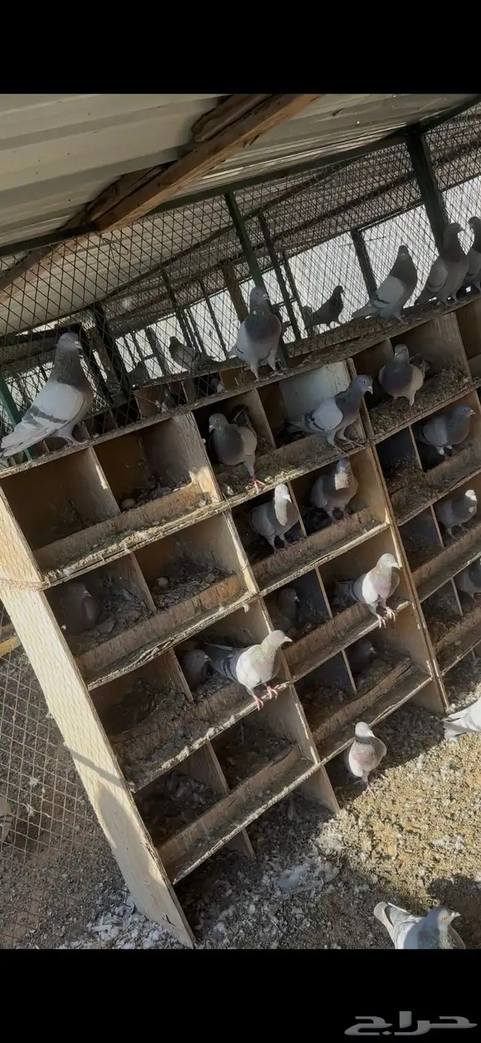 حمام أمهات سلفر لاحم فرنسي 0