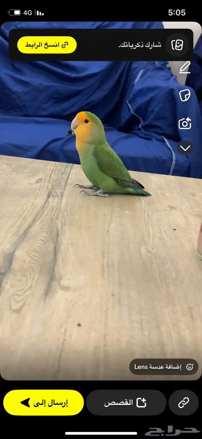 روز   دره للبيع 5