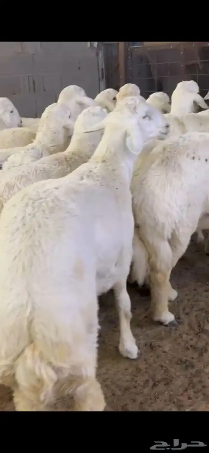 بيع اغنام تابي وتمارا الرياض و المزاحميه 1