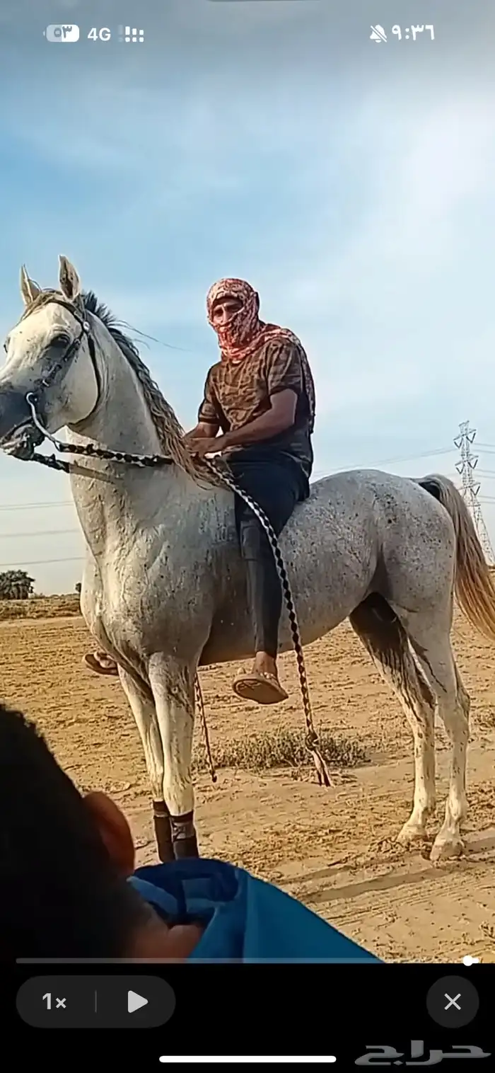 حصان فاااخر 0