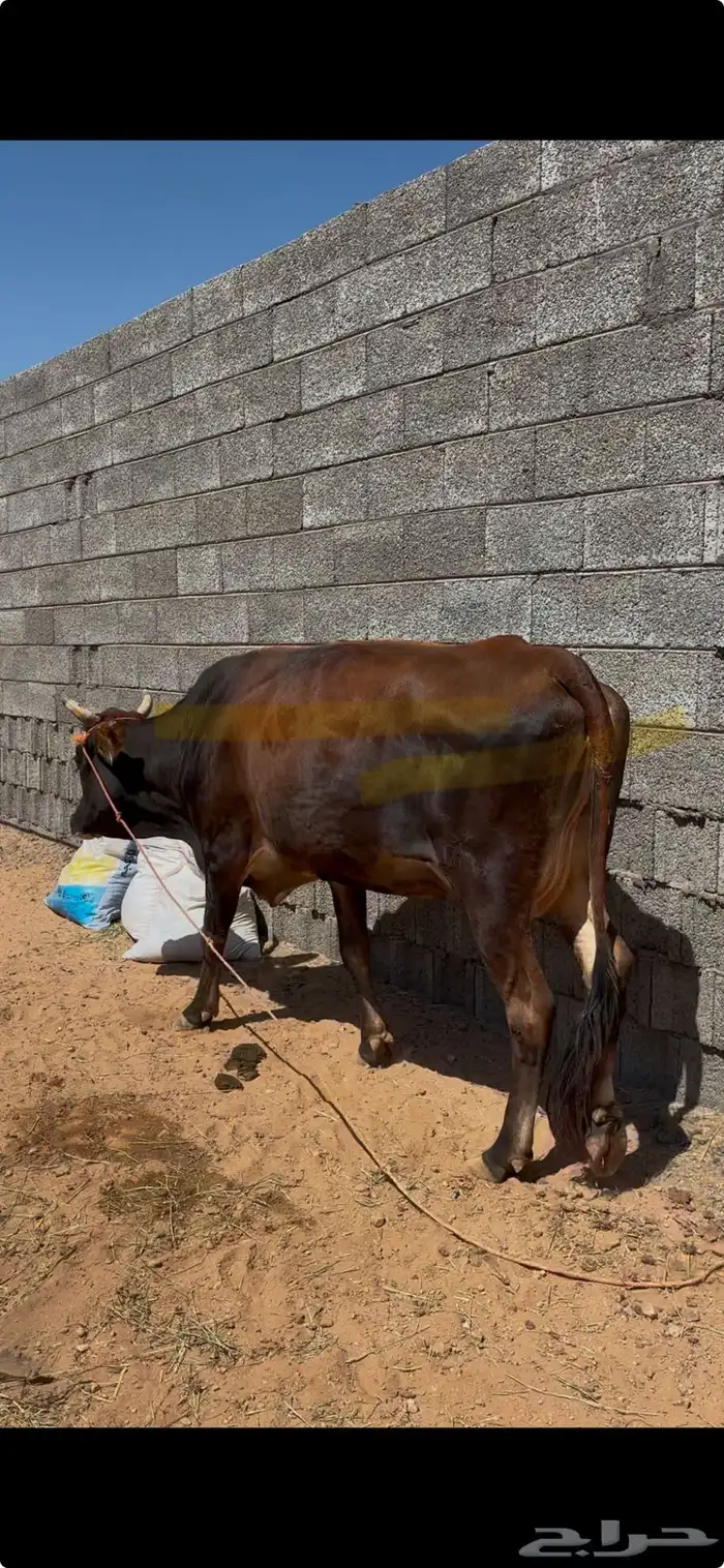 بقره لقحه ومعها حسيل 1