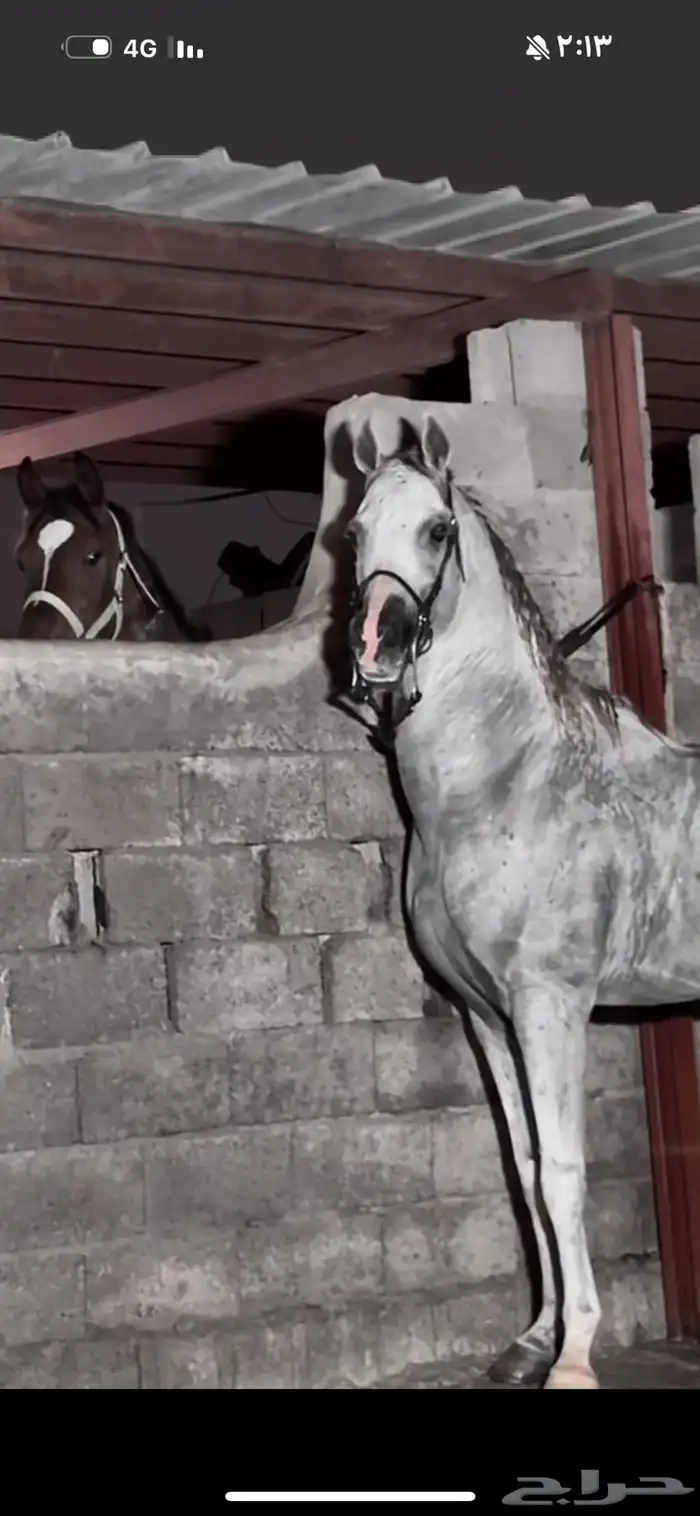 حصان فاااخر 2