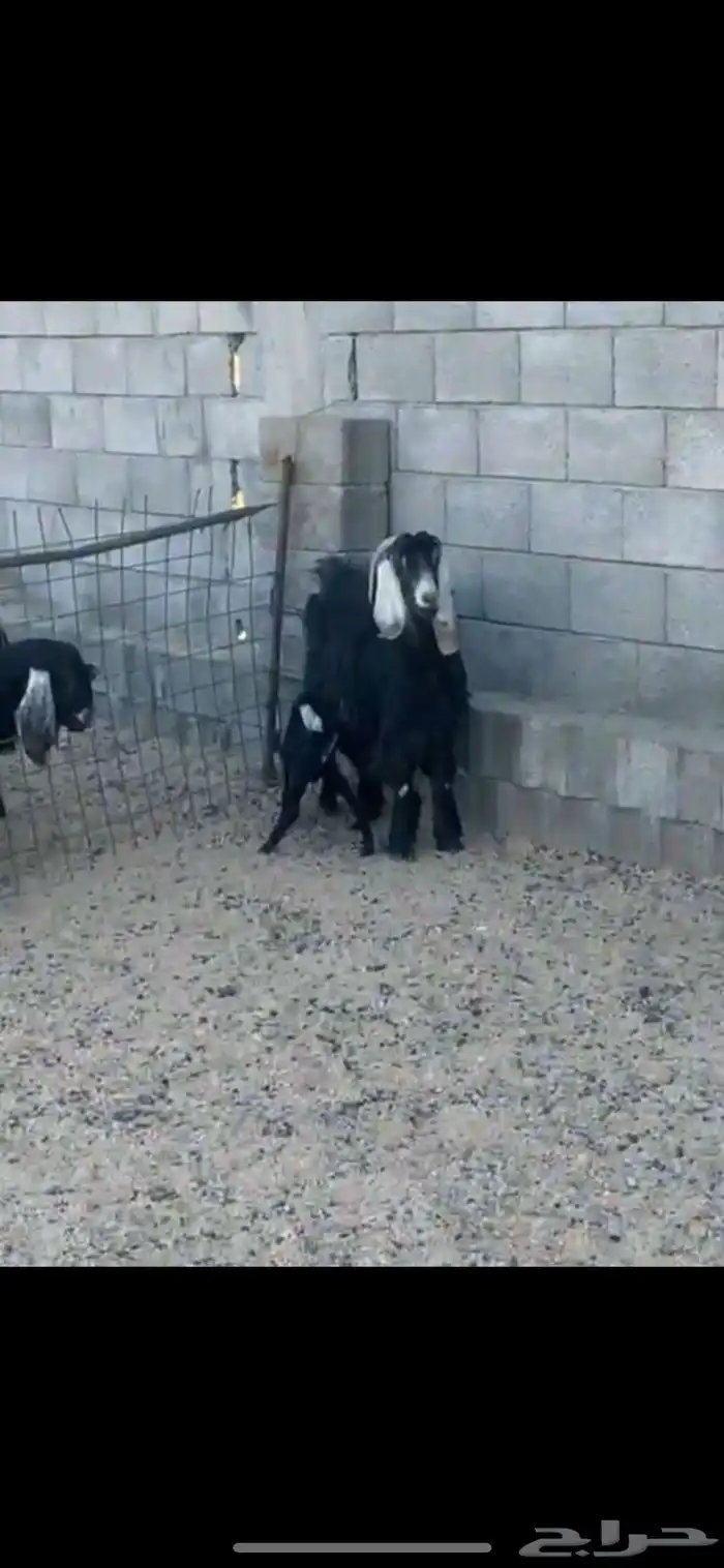 للبيع معزا 4 تحتها 4 ثنتين متاويم و ثنتين دفيع 1