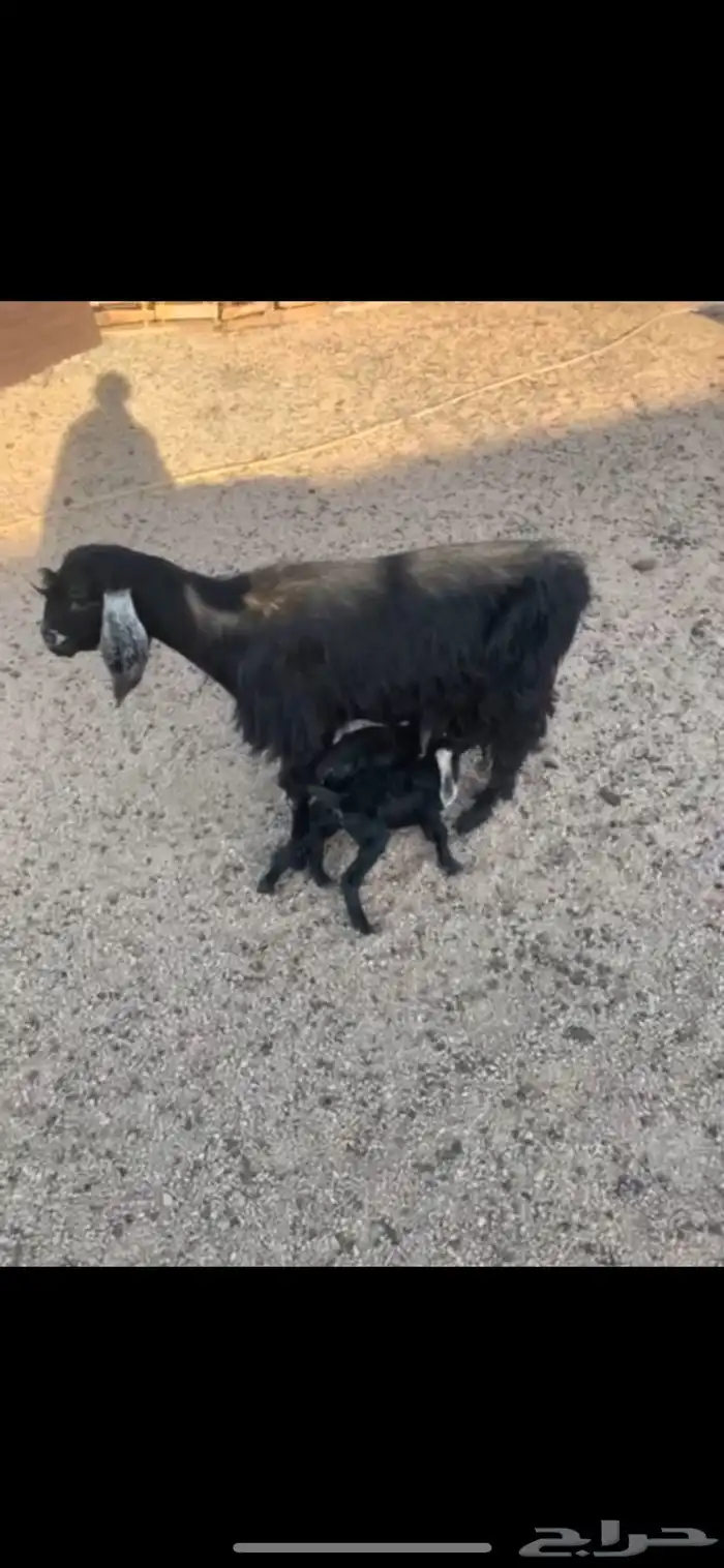 للبيع معزا 4 تحتها 4 ثنتين متاويم و ثنتين دفيع 0