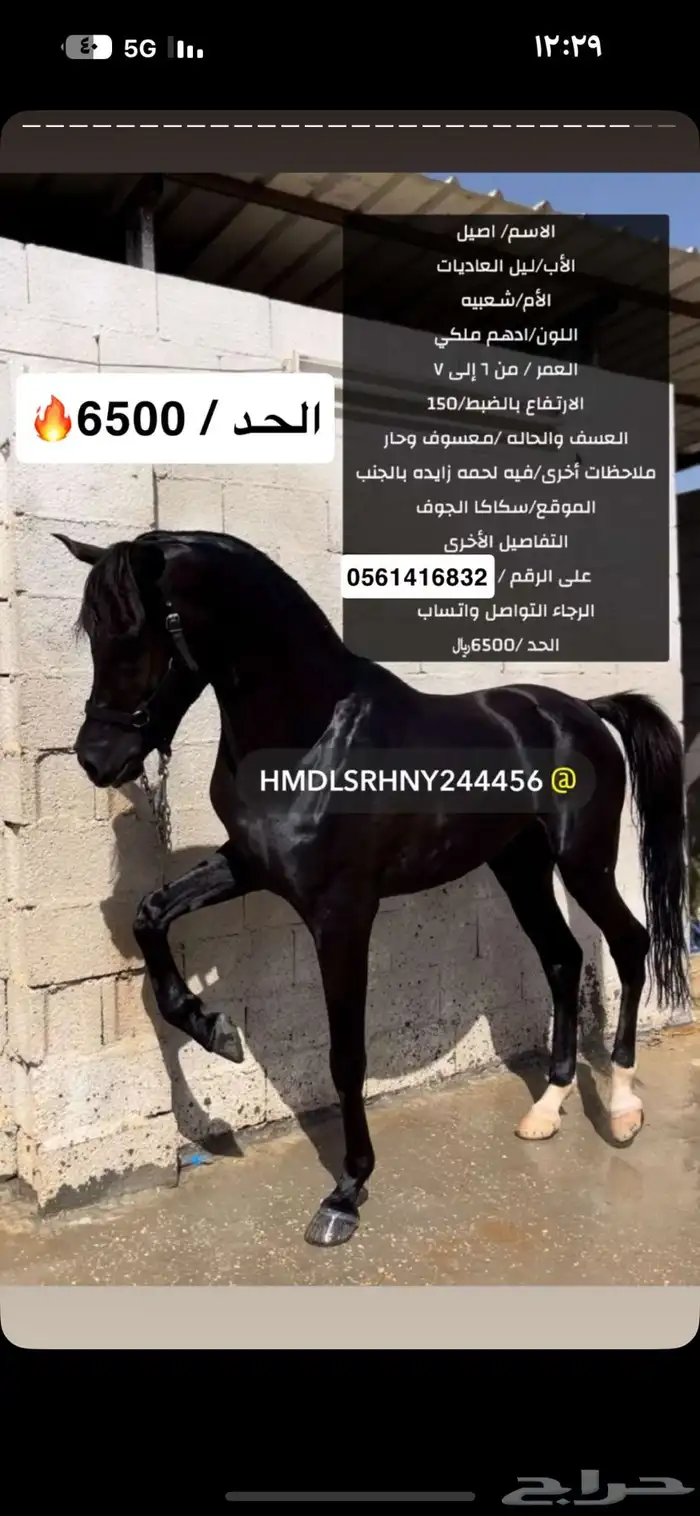 حصان شعبي أدهم 0