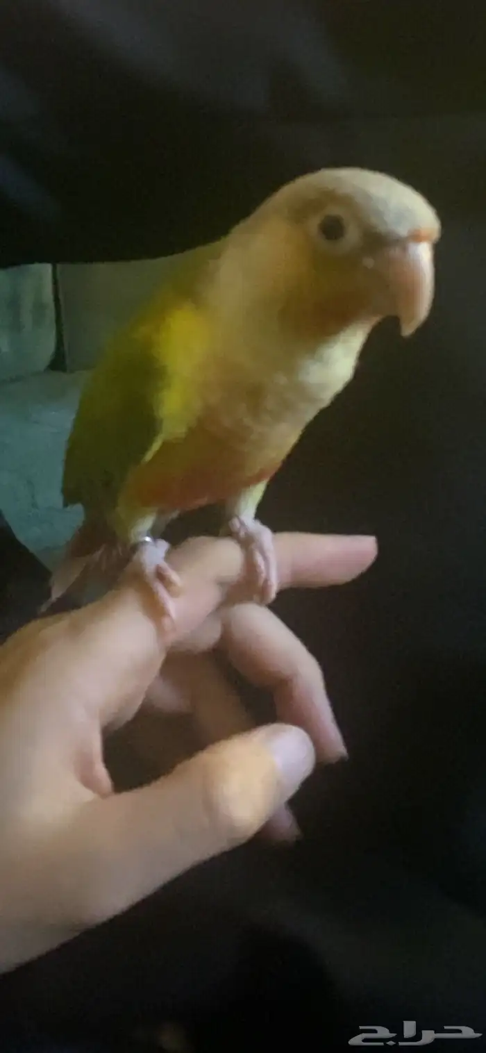 مفقود ببغاء كنيور 0
