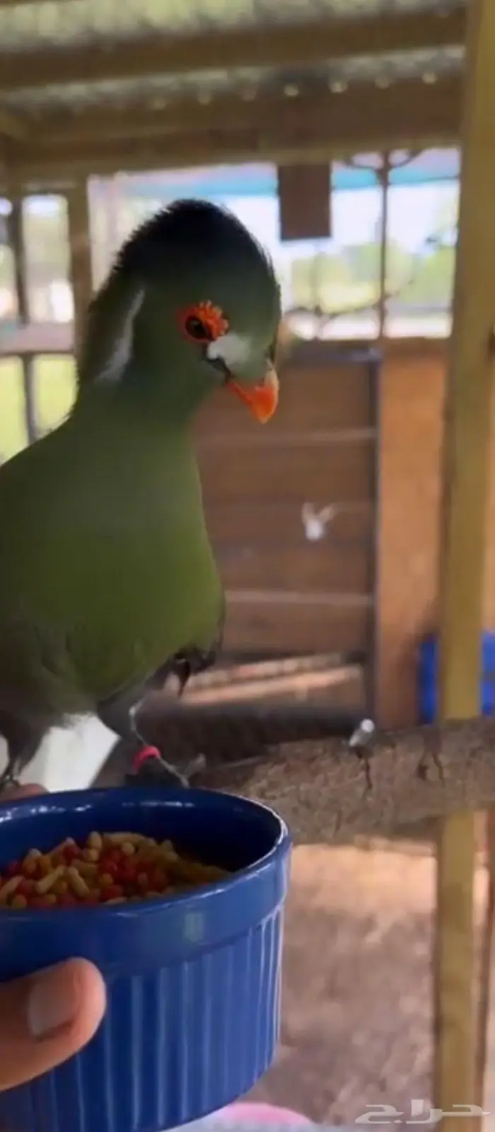 طيور التراكو نادر 2