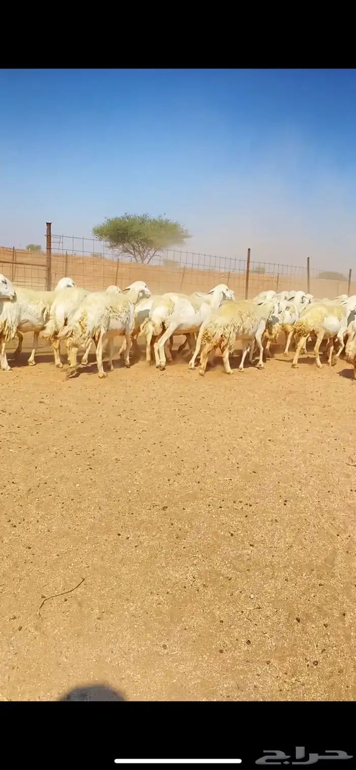 غنم حريات حرش وبره ملكية مراح واحد صنف الصنف 15