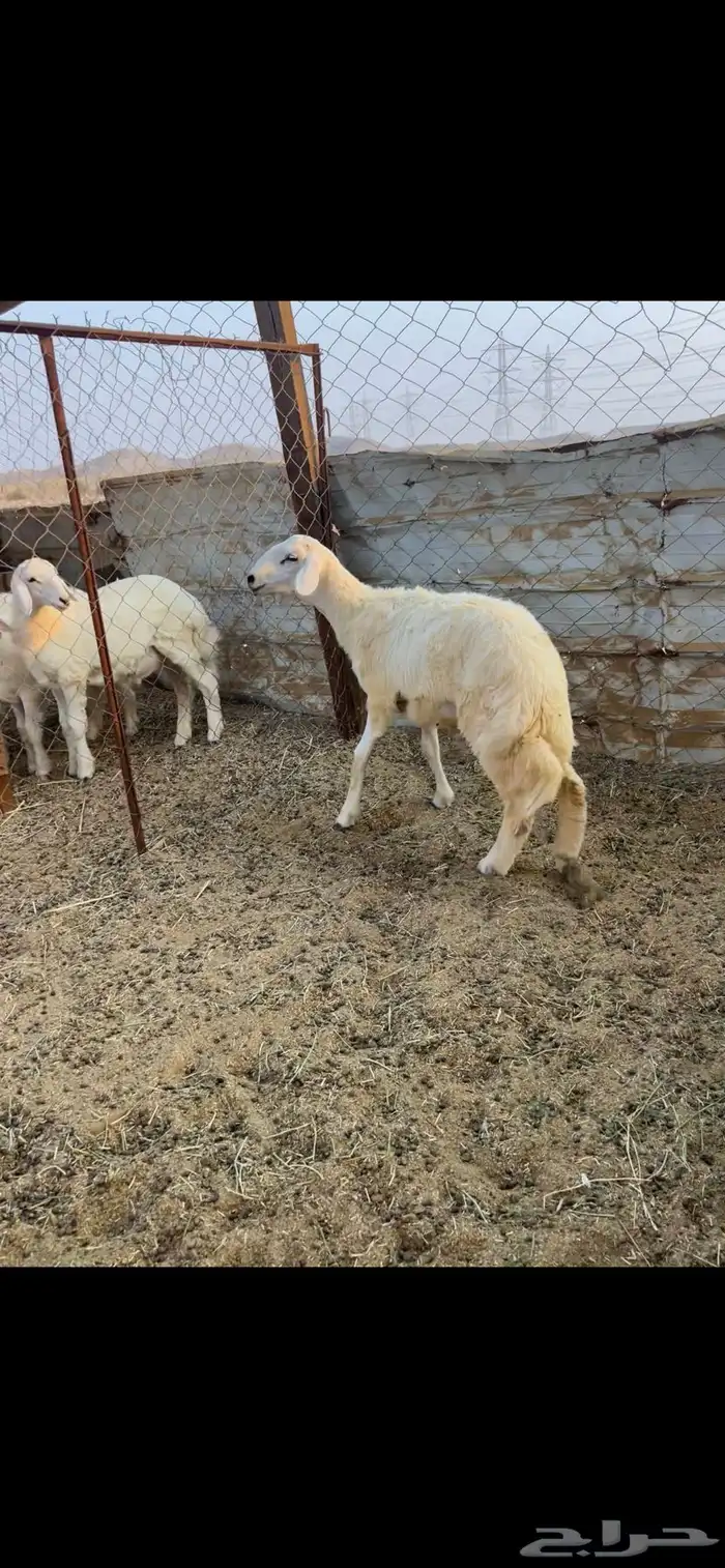 طلي. الحرازات ((تم البيع )) 0