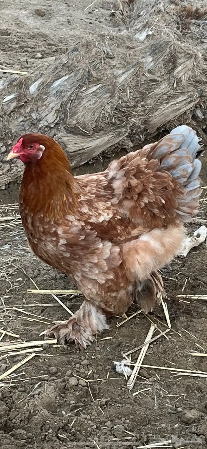 بيض براهما مخصب 2