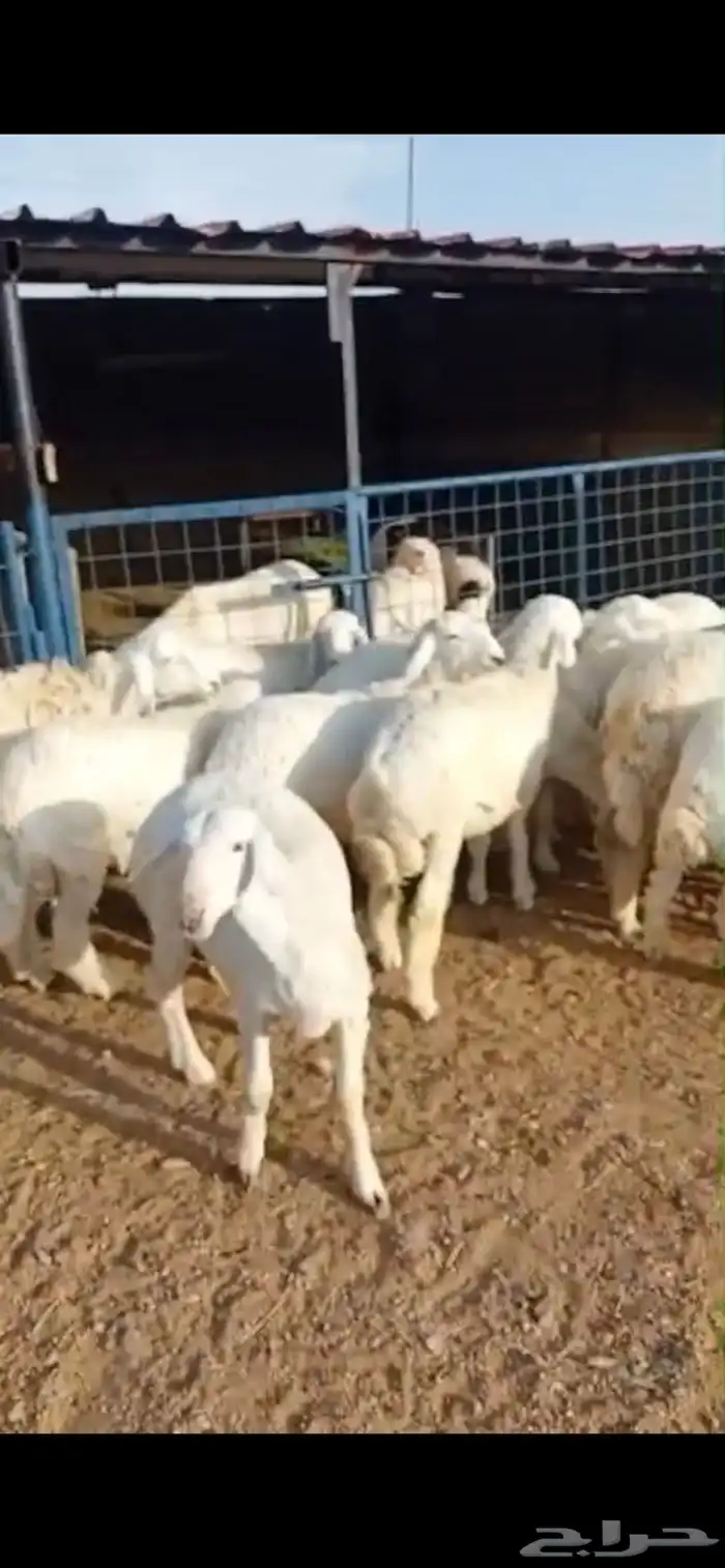 طليان ذبايح حريات سواكن ورفيديات كاش او اقساد 16