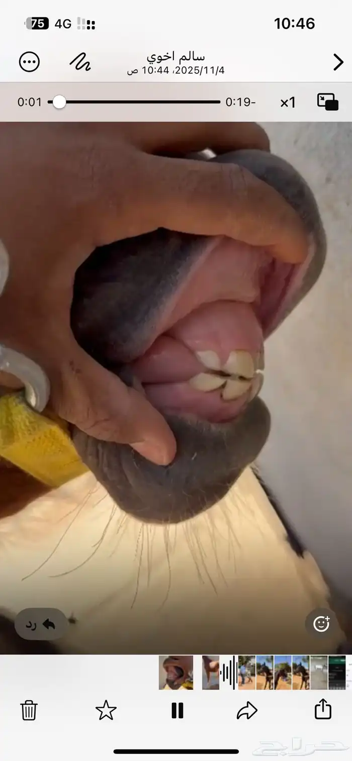 مهره شيخه بكر 1