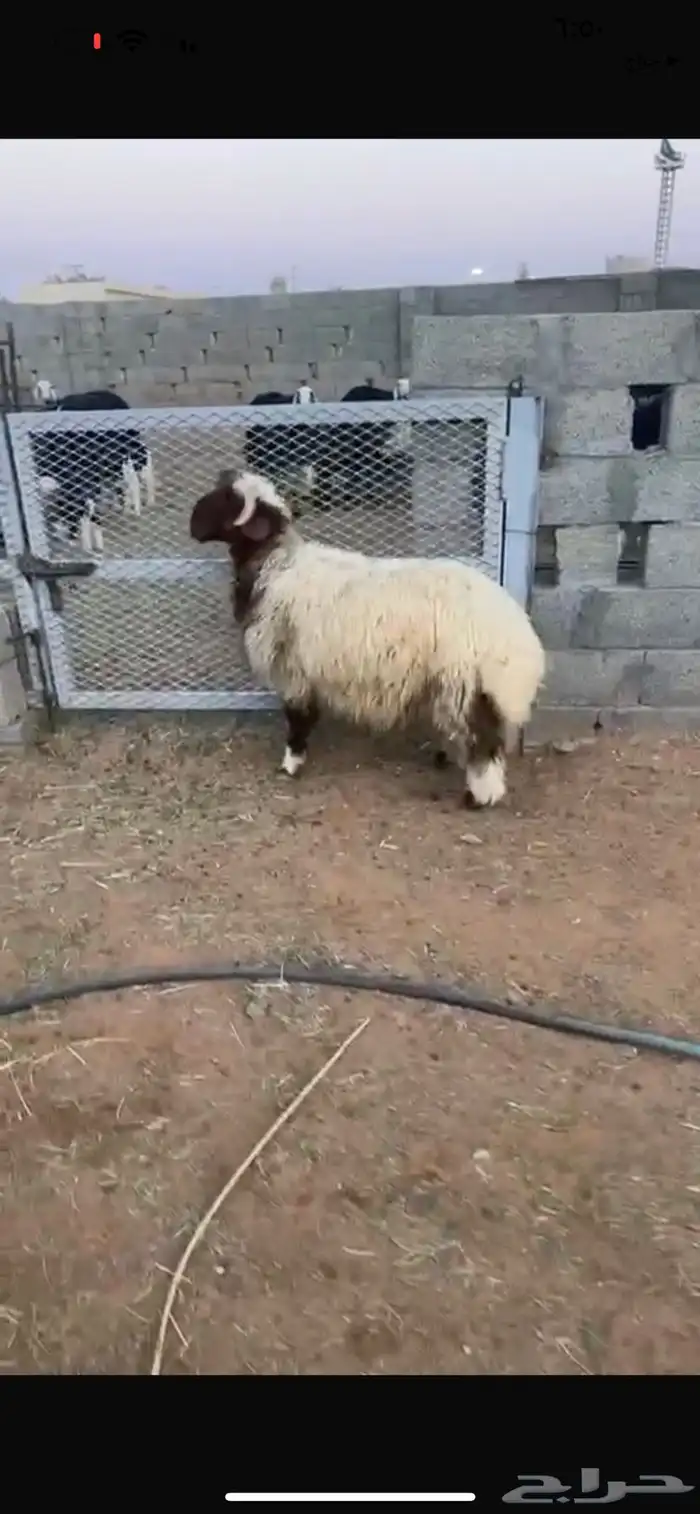 نعيمي جذع فاخر 0