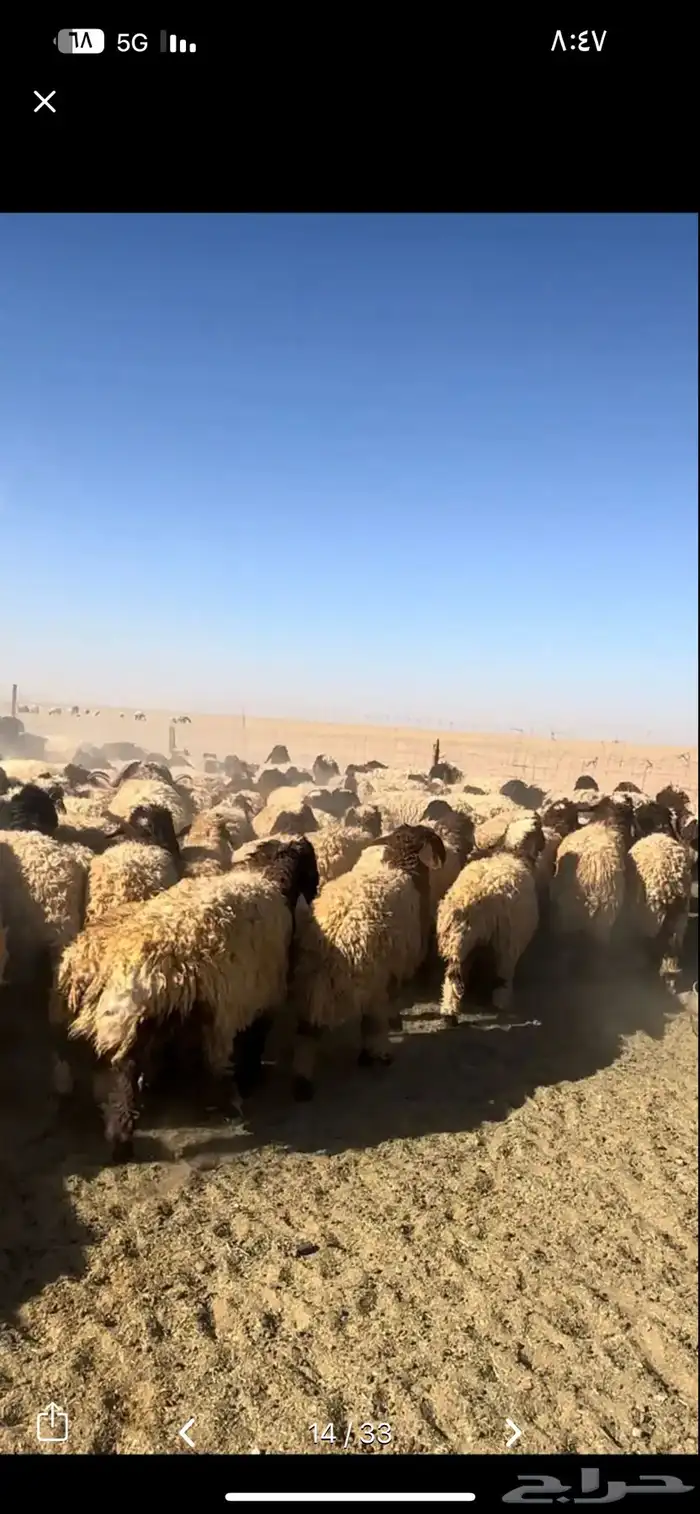 مطلوب نعيم جذعات 40 او 50 راس 0