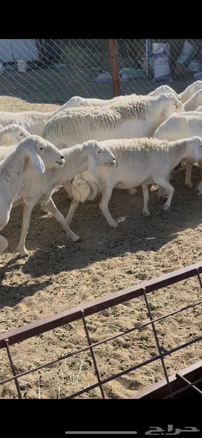 ضان دفيع 41 16