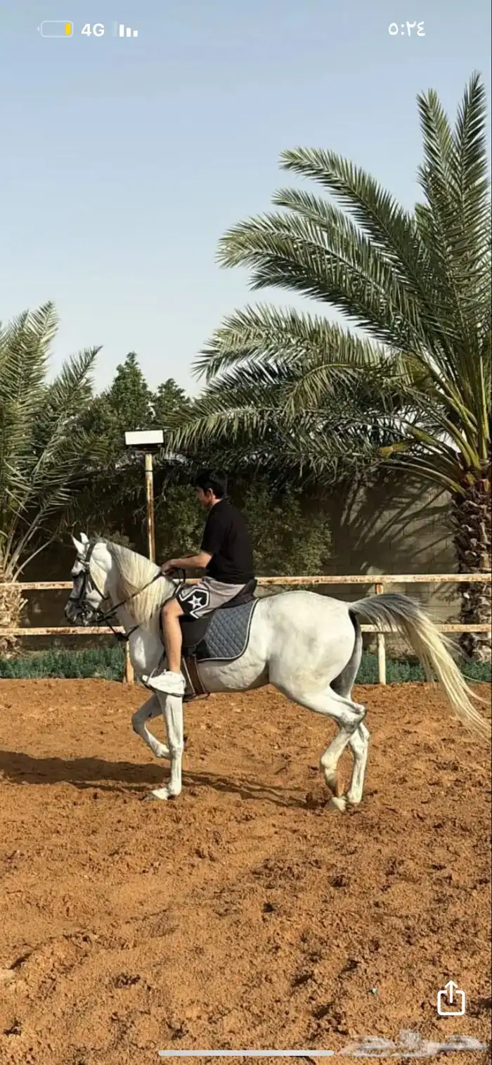 حصان شعبي فاخر الون اصفر 2