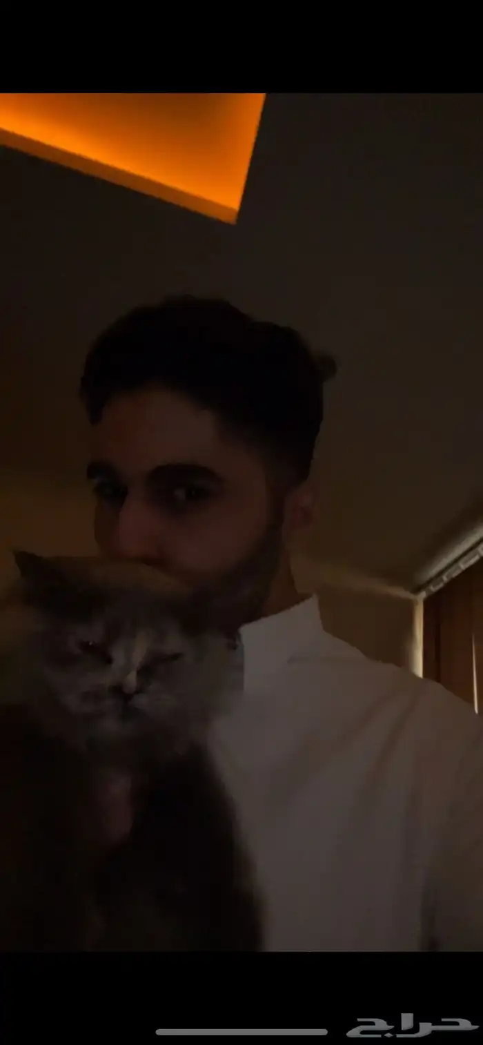 قطه شيرازي بيبي فيس للتبني 1