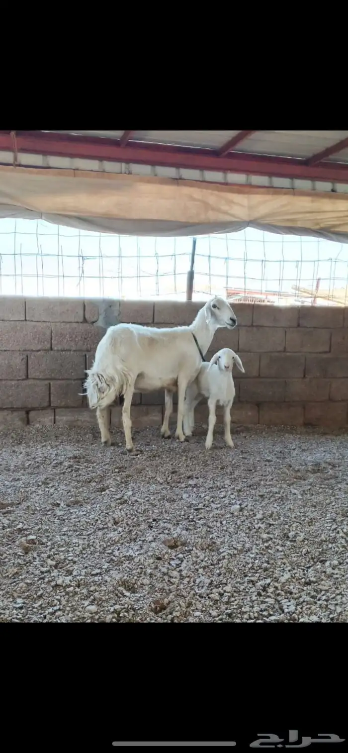 حريه تحتها خروف 0