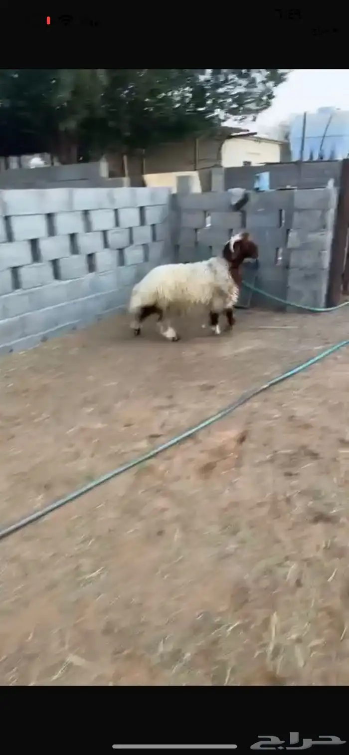 نعيمي جذع فاخر 1