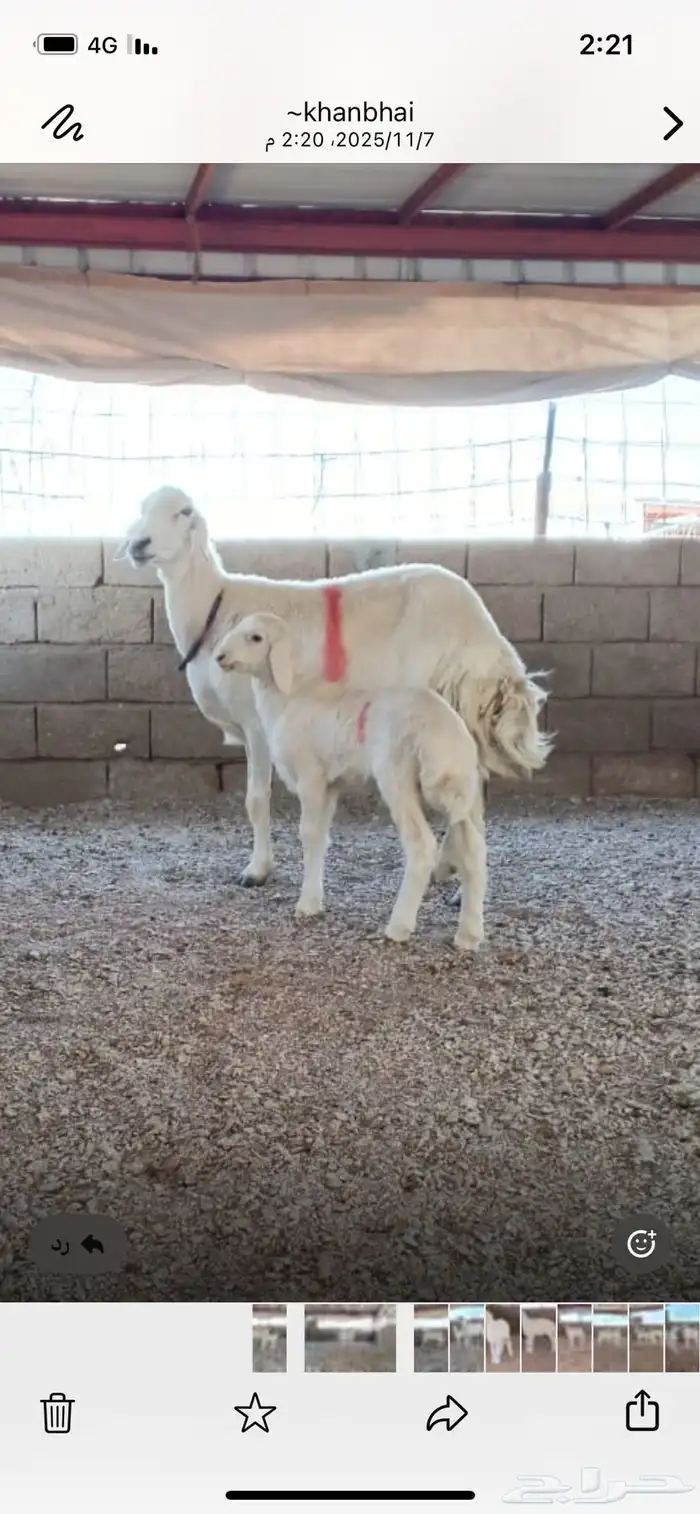 حريه تحتها خروف 2