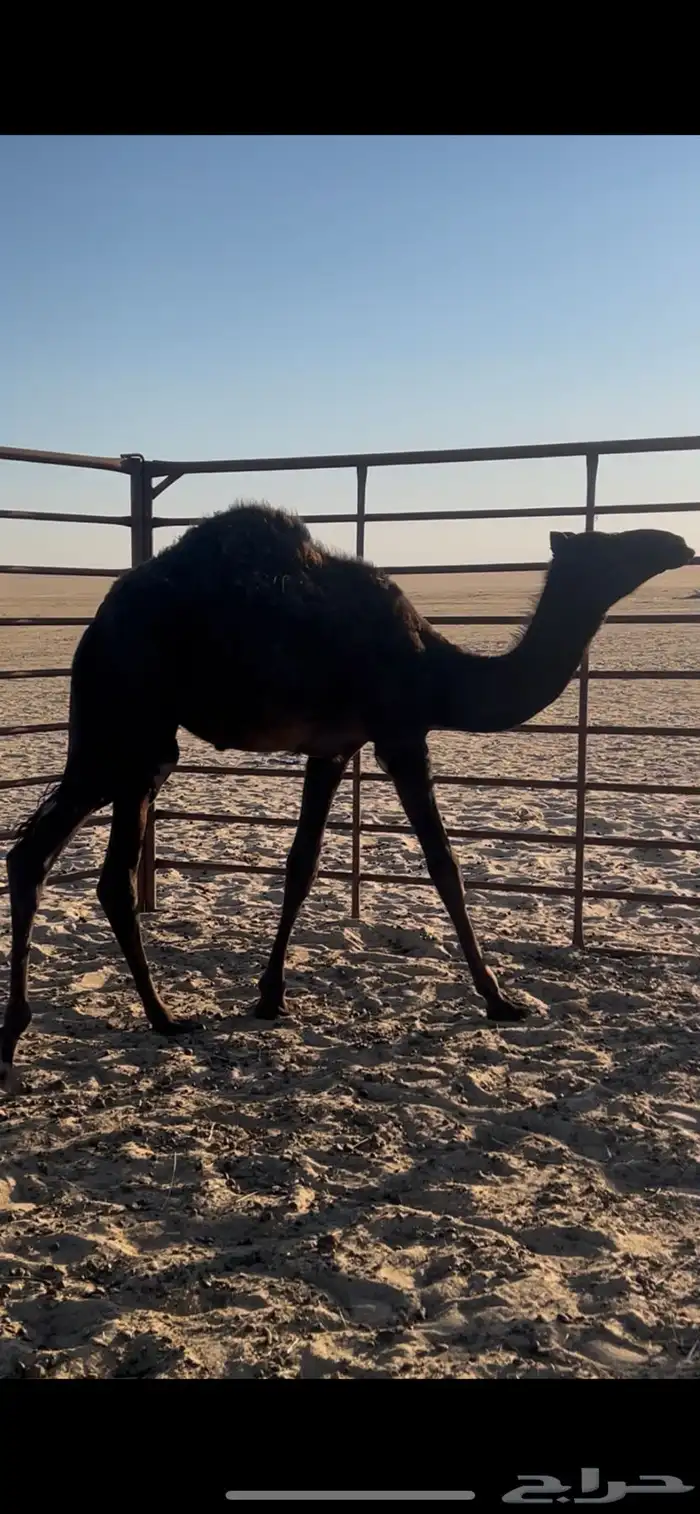 قعود مجهم قصب 2